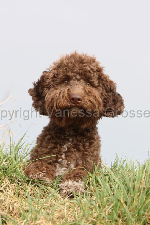 LAGOTTO 152.jpg